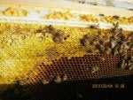 caucasion queen 003.jpg