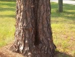 Bee Tree.jpg