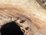 Wood Bedrock Plant Tree Trunk
