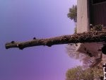 Sky Plant Tree Branch Wood