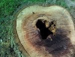 Plant Wood Tree Trunk Natural material