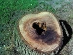 Plant Green Wood Trunk Tree