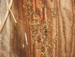 Brown Wood Building Door Wood stain