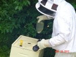 Beekeeper Apiary Beehive Pollinator Safety glove