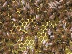 Beehive 005.jpg