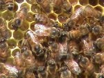Beehive 009.jpg