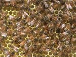 Beehive 006.jpg