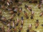 Beehive 015.jpg