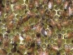 Beehive 013.jpg