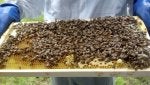 Beehive Apiary Pollinator Insect Arthropod