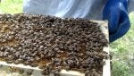 Beehive Apiary Pollinator Insect Arthropod