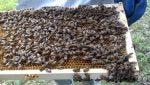 Beehive Apiary Pollinator Insect Arthropod