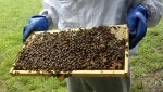 Beekeeper Beehive Apiary Pollinator Insect