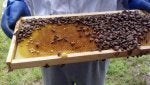 Beehive Apiary Pollinator Insect Honeycomb
