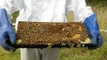 Beekeeper Apiary Beehive Pollinator Honeycomb