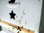 BEES-073.JPG