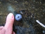 Blueberry 001.jpg