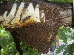100_0603.JPG